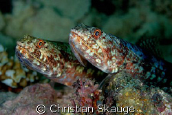 Lizardfishes, quite simply. And two of them :-)

Nikon ... by Christian Skauge 